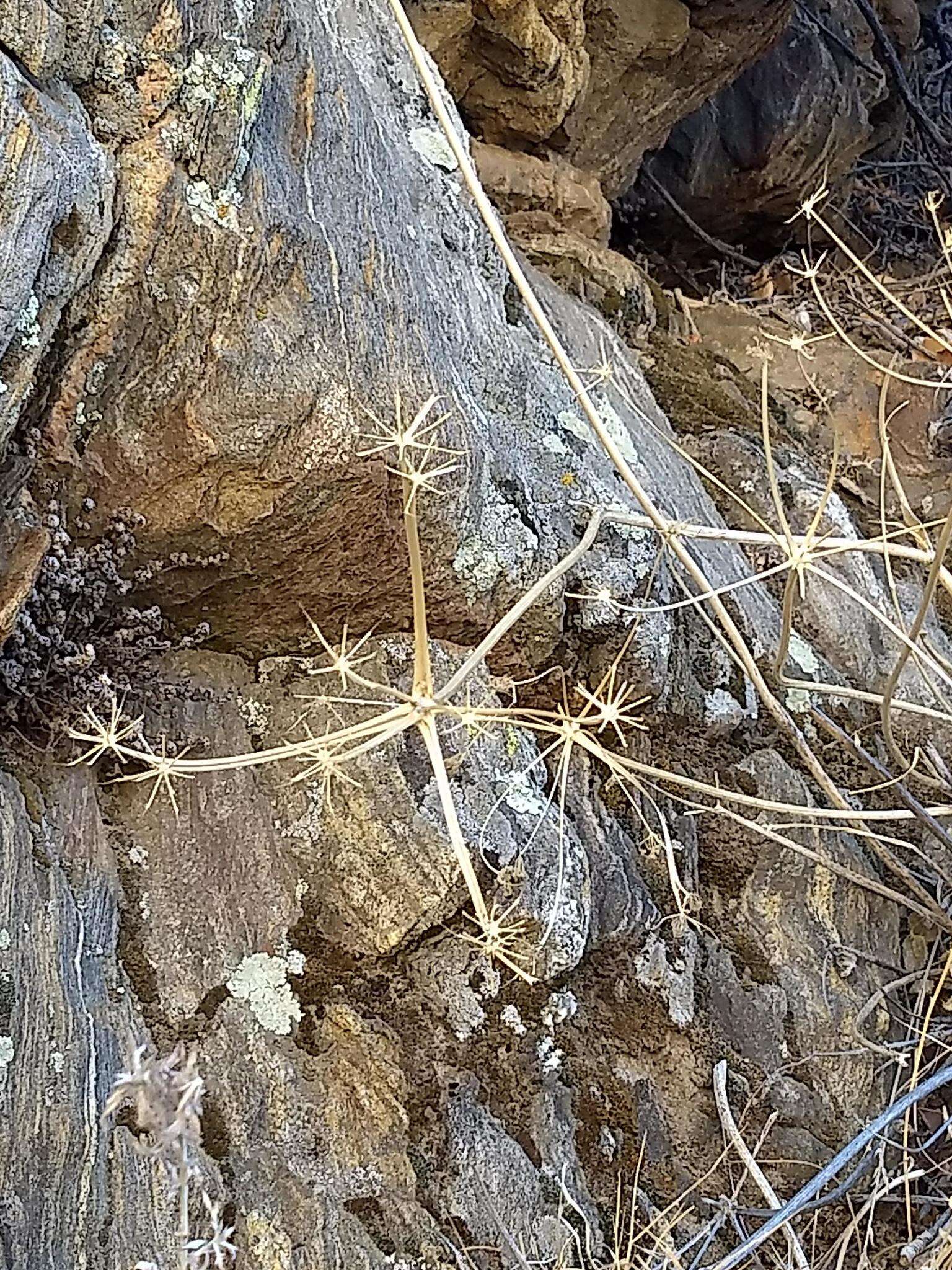 Image of southern umbrellawort