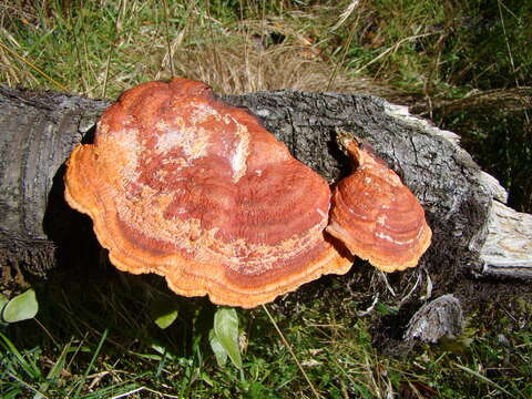 Imagem de Trametes coccinea (Fr.) Hai J. Li & S. H. He 2014