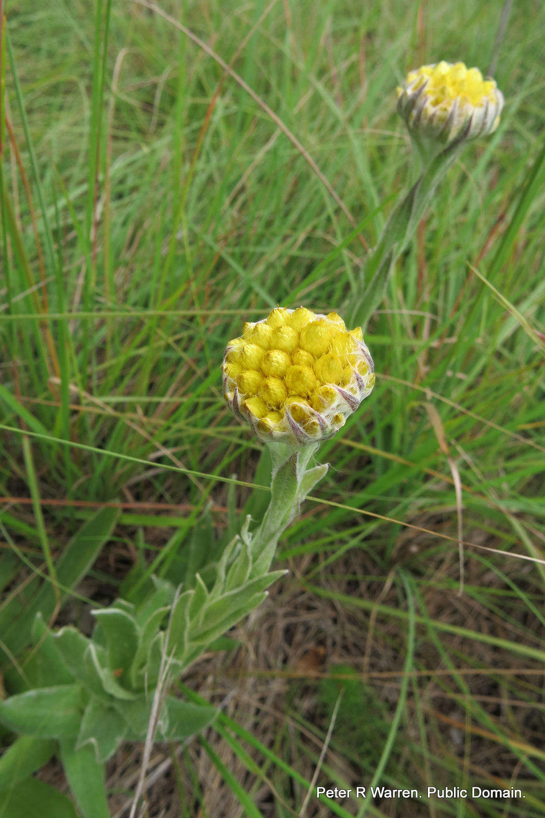 Image de Helichrysum auriceps O. M. Hilliard