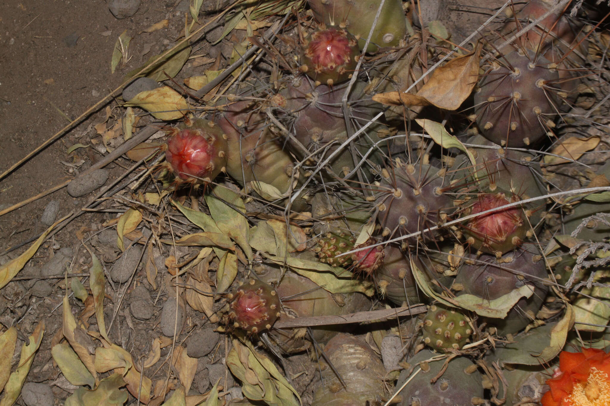 Cumulopuntia boliviana subsp. ignescens (Vaupel) D. R. Hunt resmi