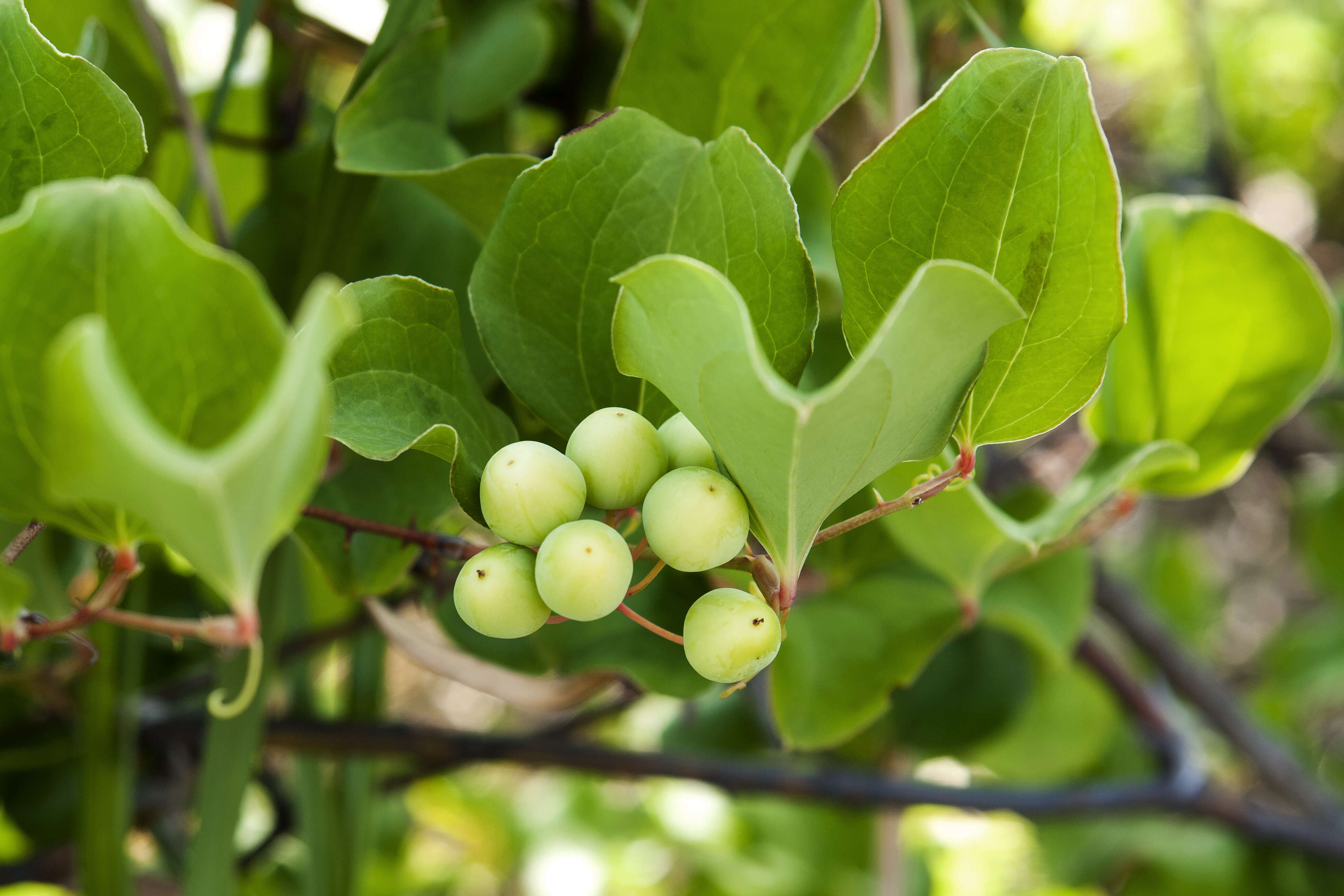 Image of China root