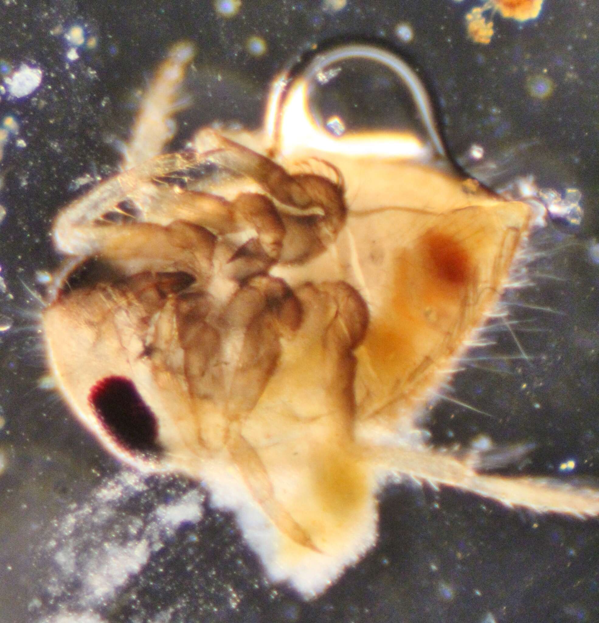 Image of Neoplea striola (Fieber 1844)