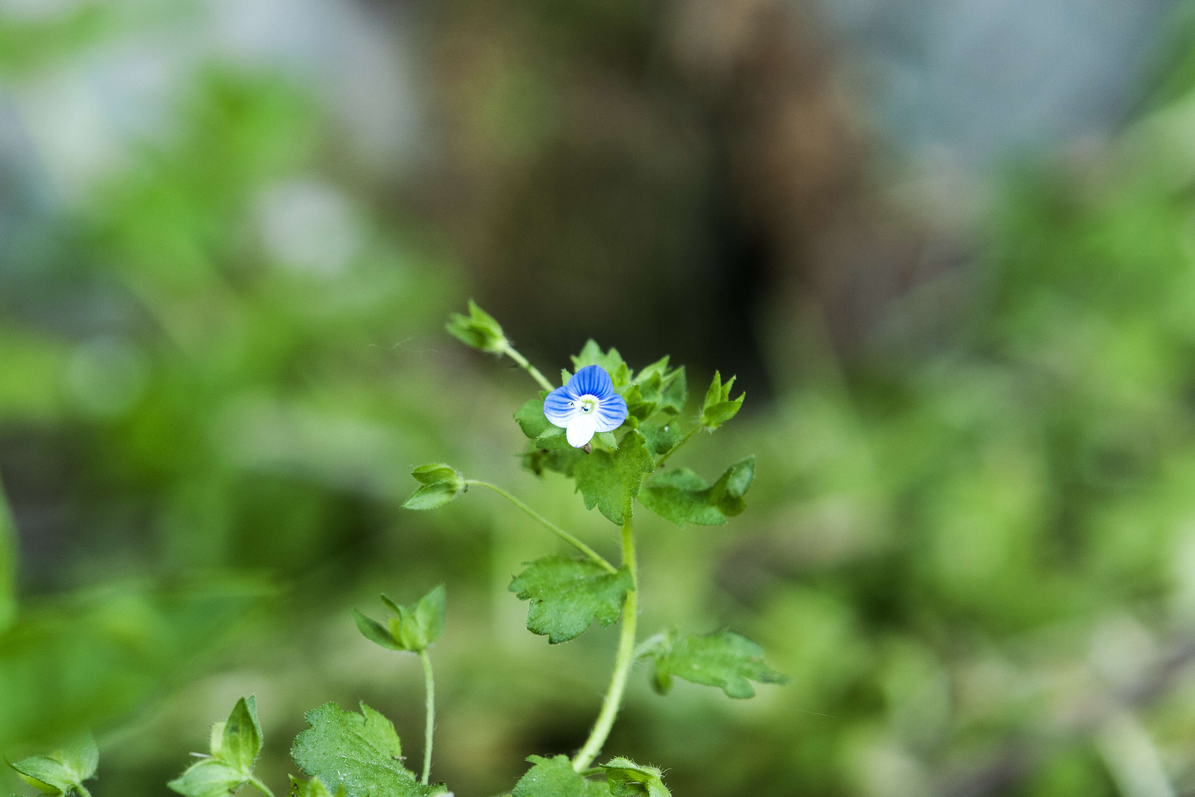 Image of Grey Field-speedwell