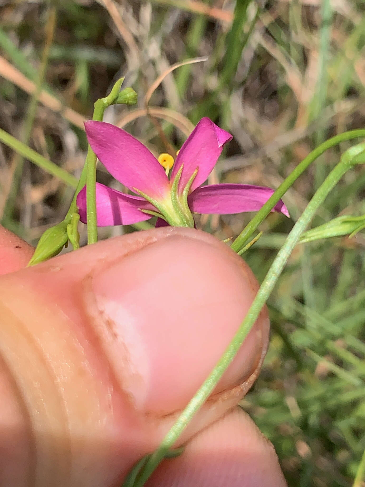 Image of Pink star