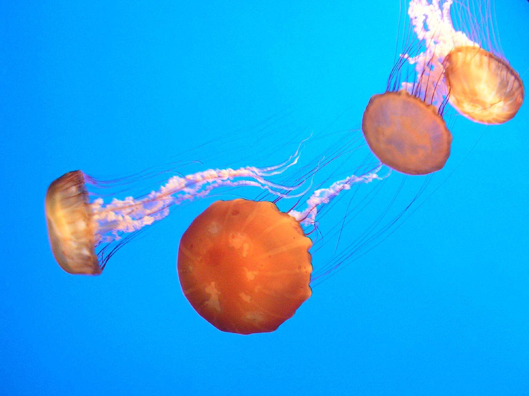 Image of Sea nettle