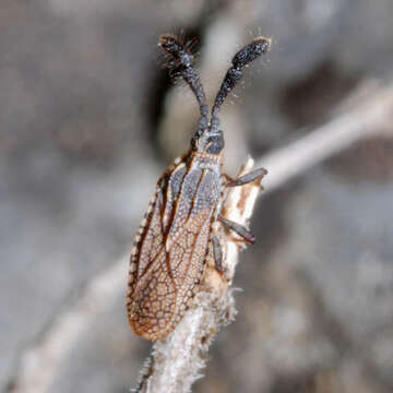 Image of Copium clavicorne (Linnaeus 1758)