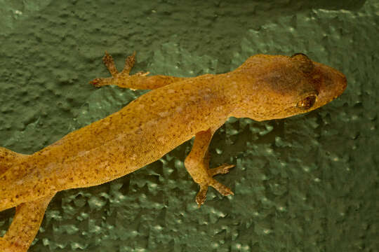 Image of Common House Gecko