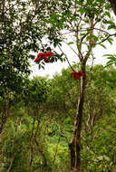 Image of Sterculia lanceolata Cav.