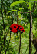 Image of Sterculia lanceolata Cav.