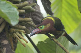 Image of Golden-collared Toucanet