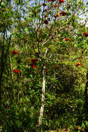 Image of Sterculia lanceolata Cav.