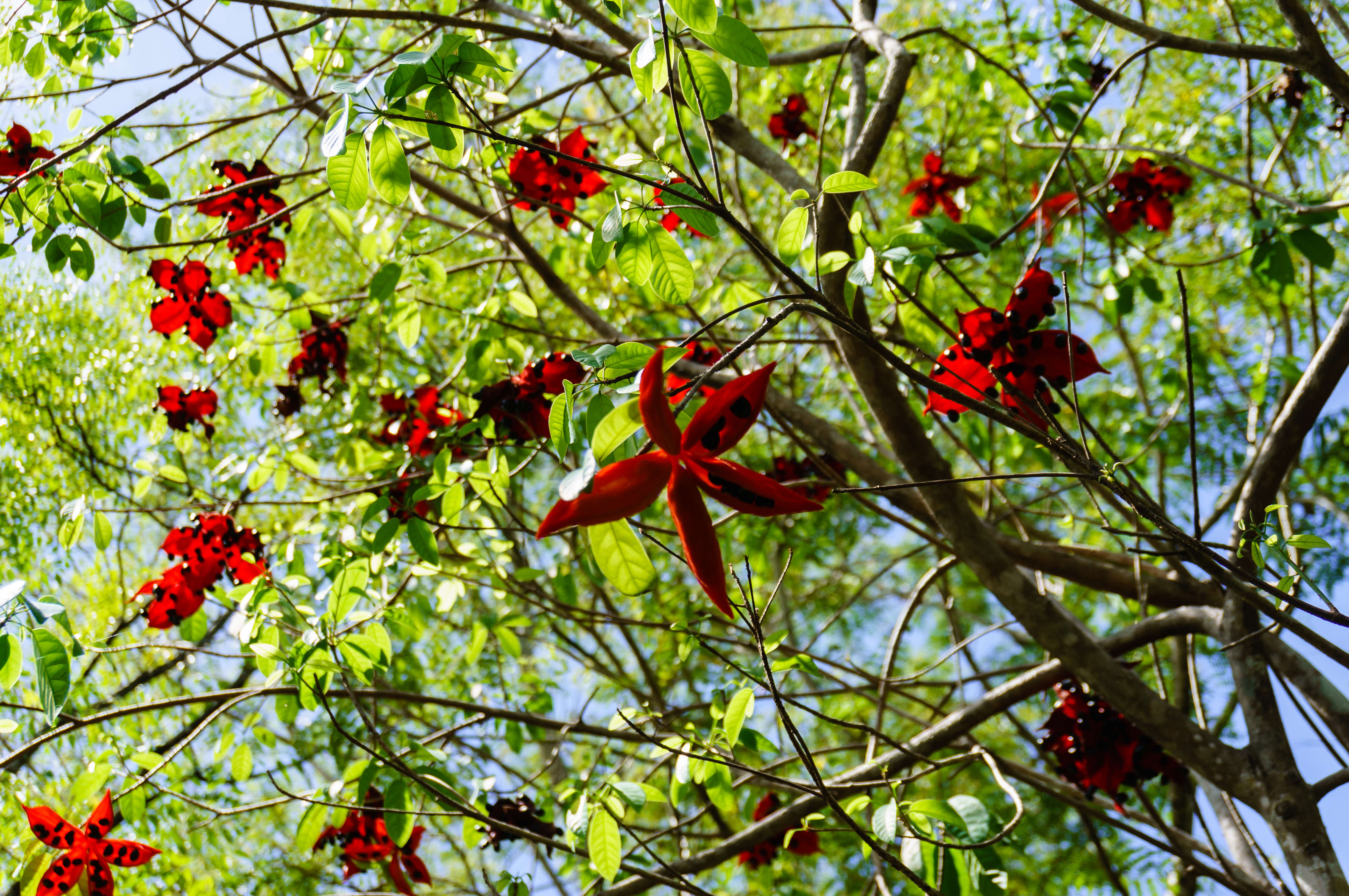 Image of Sterculia lanceolata Cav.