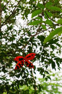 Image of Sterculia lanceolata Cav.