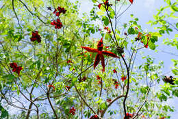 Image of Sterculia lanceolata Cav.