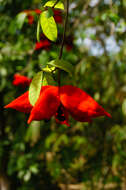 Image of Sterculia lanceolata Cav.