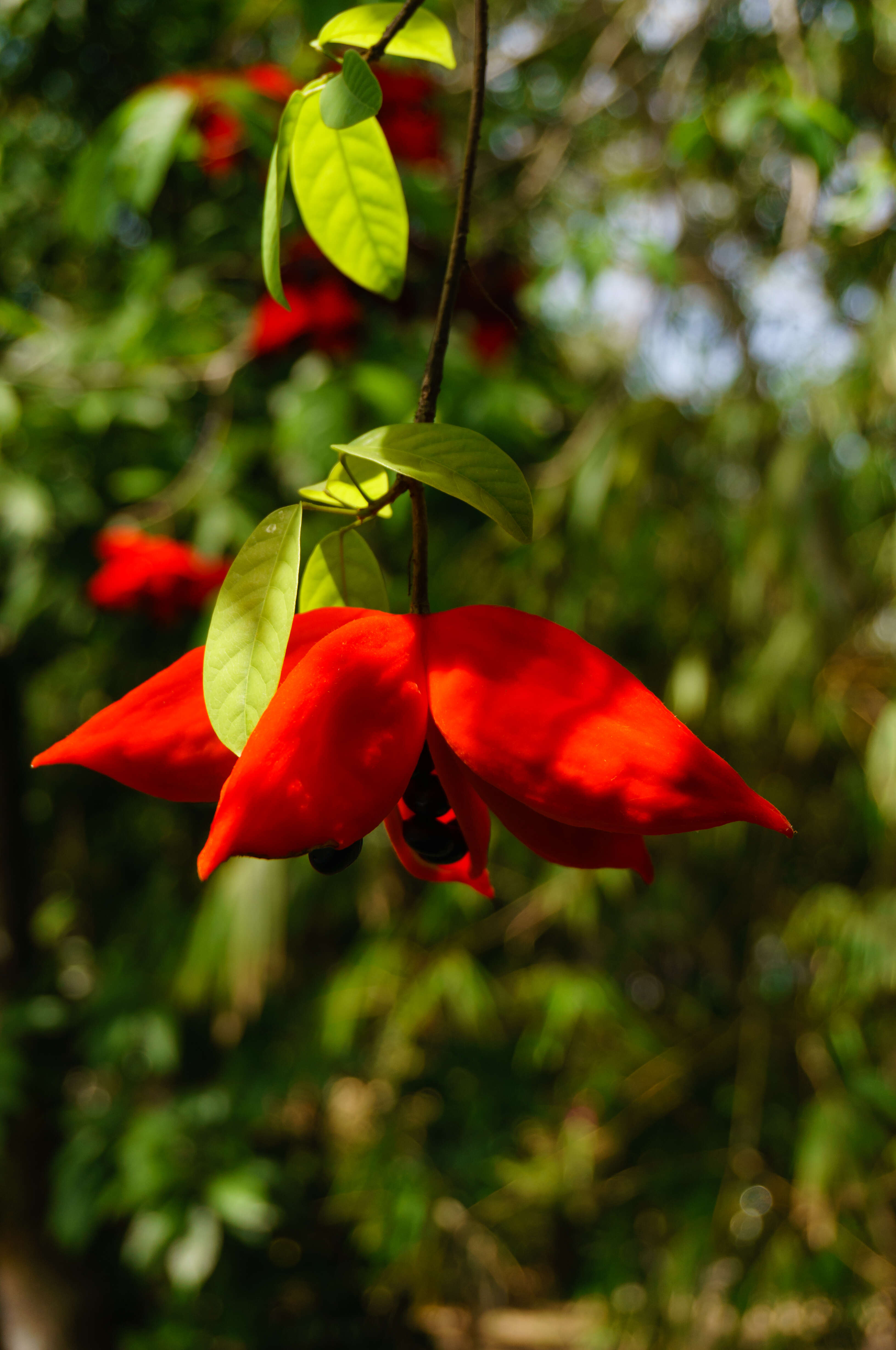 Image of Sterculia lanceolata Cav.