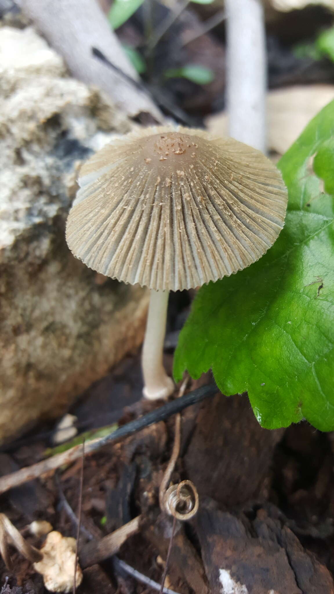 Coprinellus arenicola Wartchow & A. R. Gomes 2014的圖片