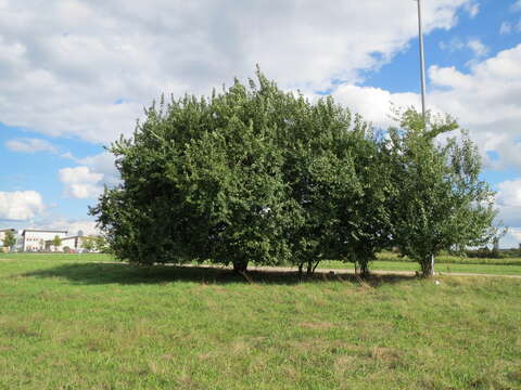 Image of Cherry Plum