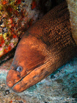 Image of Brown Moray