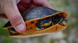 Imagem de Deirochelys reticularia chrysea Schwartz 1956