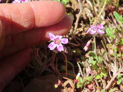 Image of gypsum springbeauty