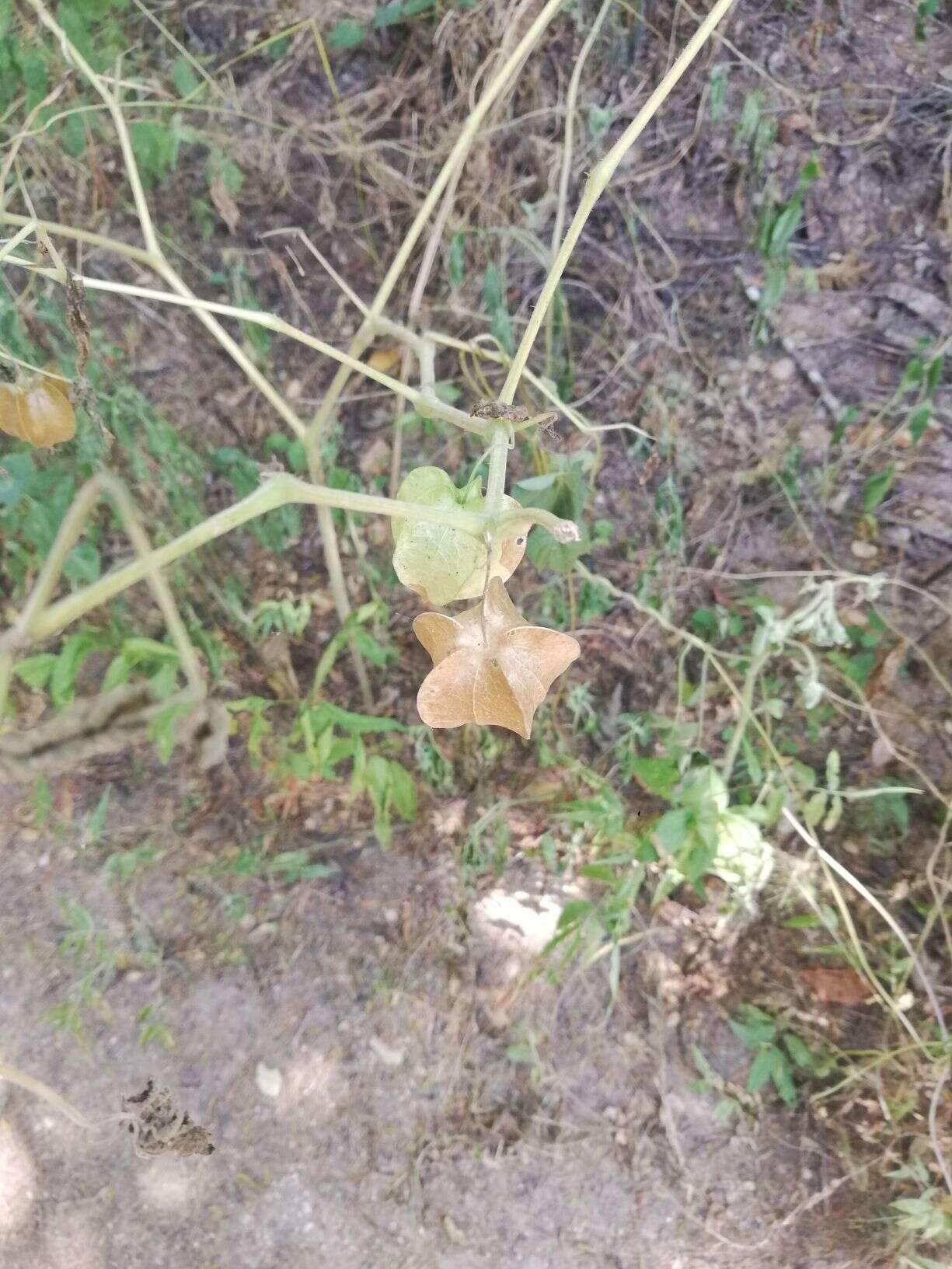 Imagem de Physalis pruinosa L.