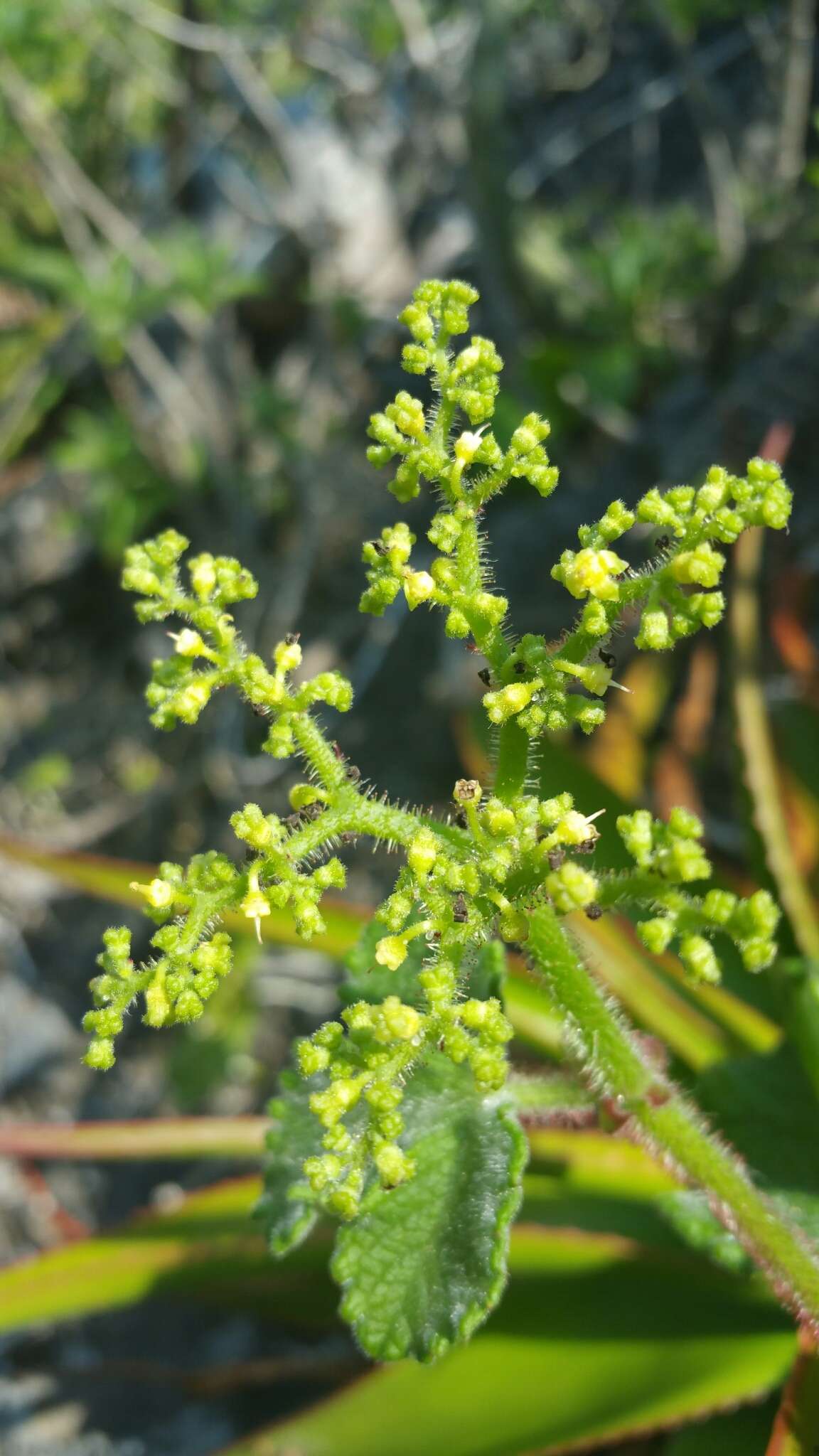 Plancia ëd Cyphostemma glandulosopilosum Descoings