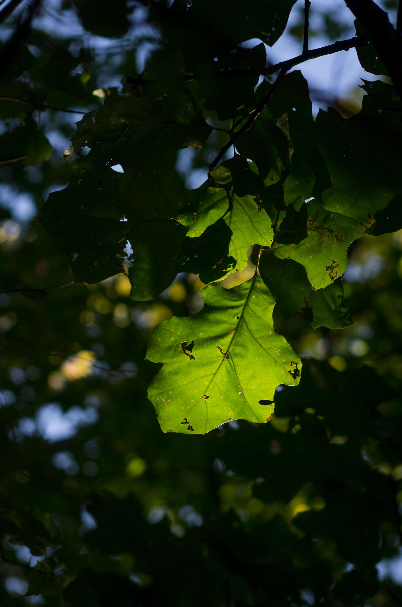 Image of Bush oak