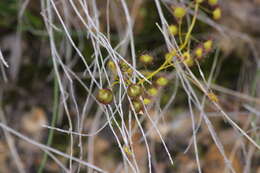 Image of Drosera macrantha Endl.