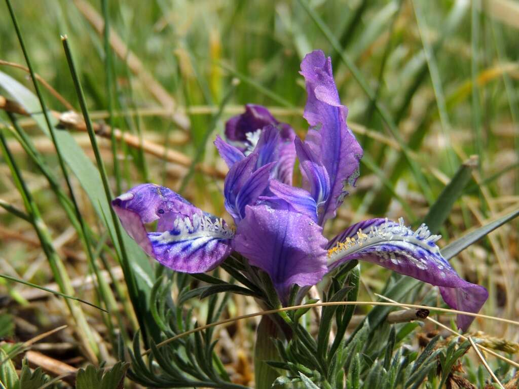 Image of Iris tigridia Bunge ex Ledeb.