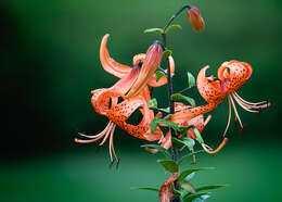 Image of Tiger lily