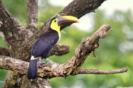 Image of Chestnut-mandibled Toucan