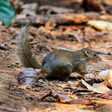 Image of Northern Tree Shrew