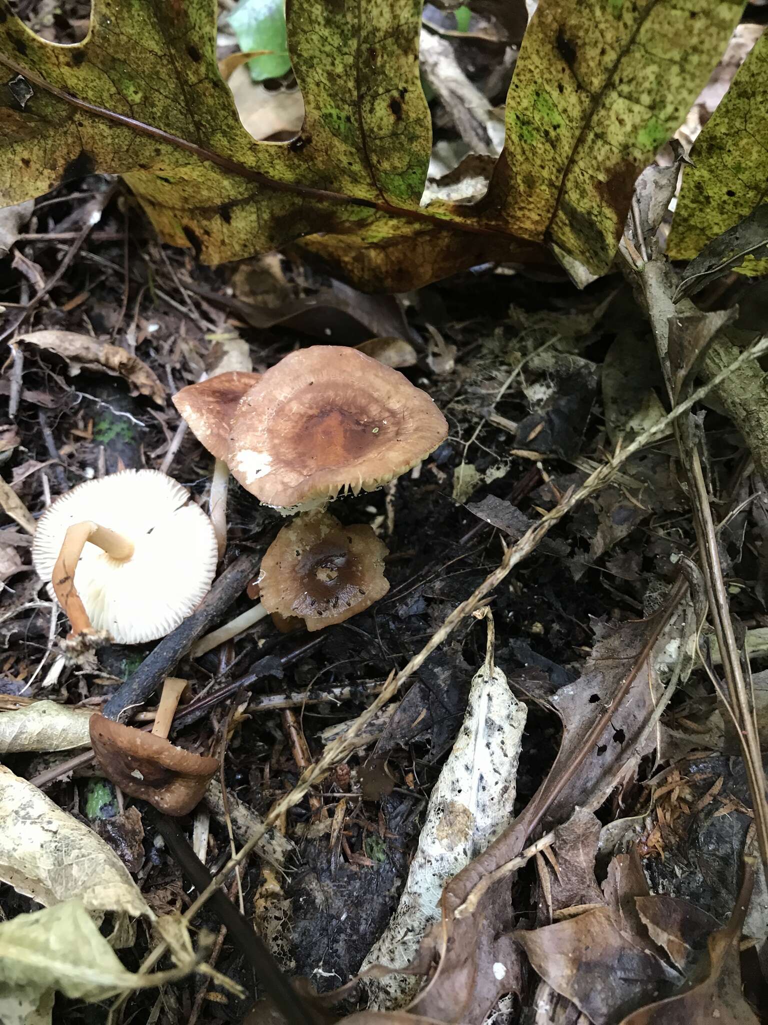 Image of Marasmius elegans (Cleland) Grgur. 1997