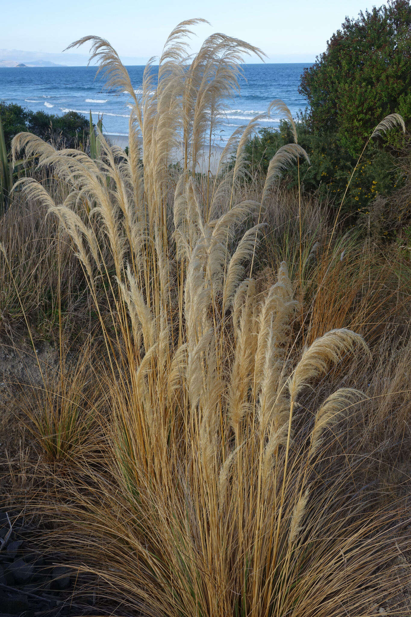 Austroderia richardii (Endl.) N. P. Barker & H. P. Linder的圖片