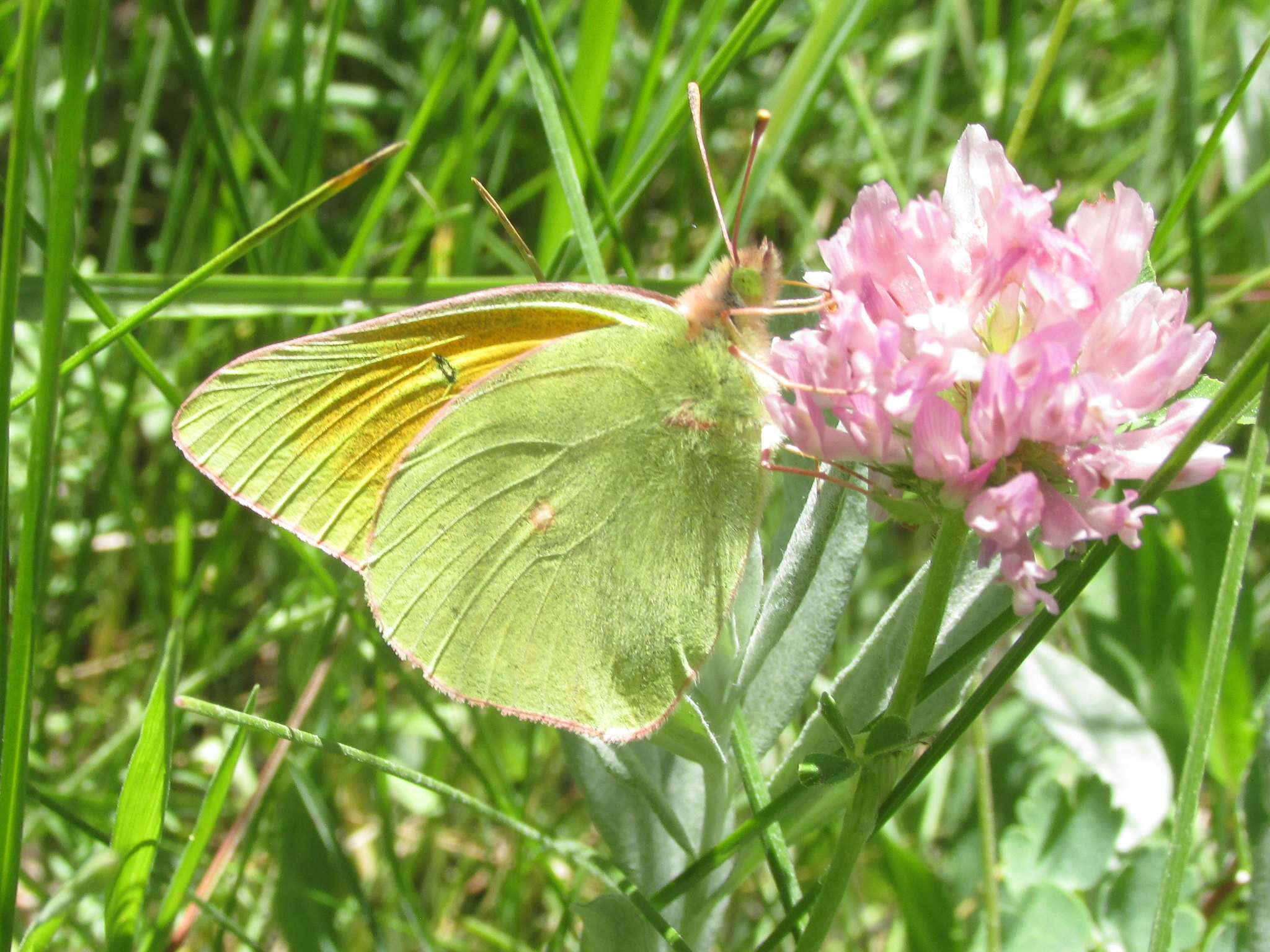 Imagem de <i>Colias christina krauthii</i> Klots 1935