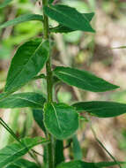 Hieracium laevigatum Willd. resmi