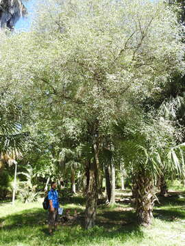 Image de Eugenia myrcianthes Niedenzu