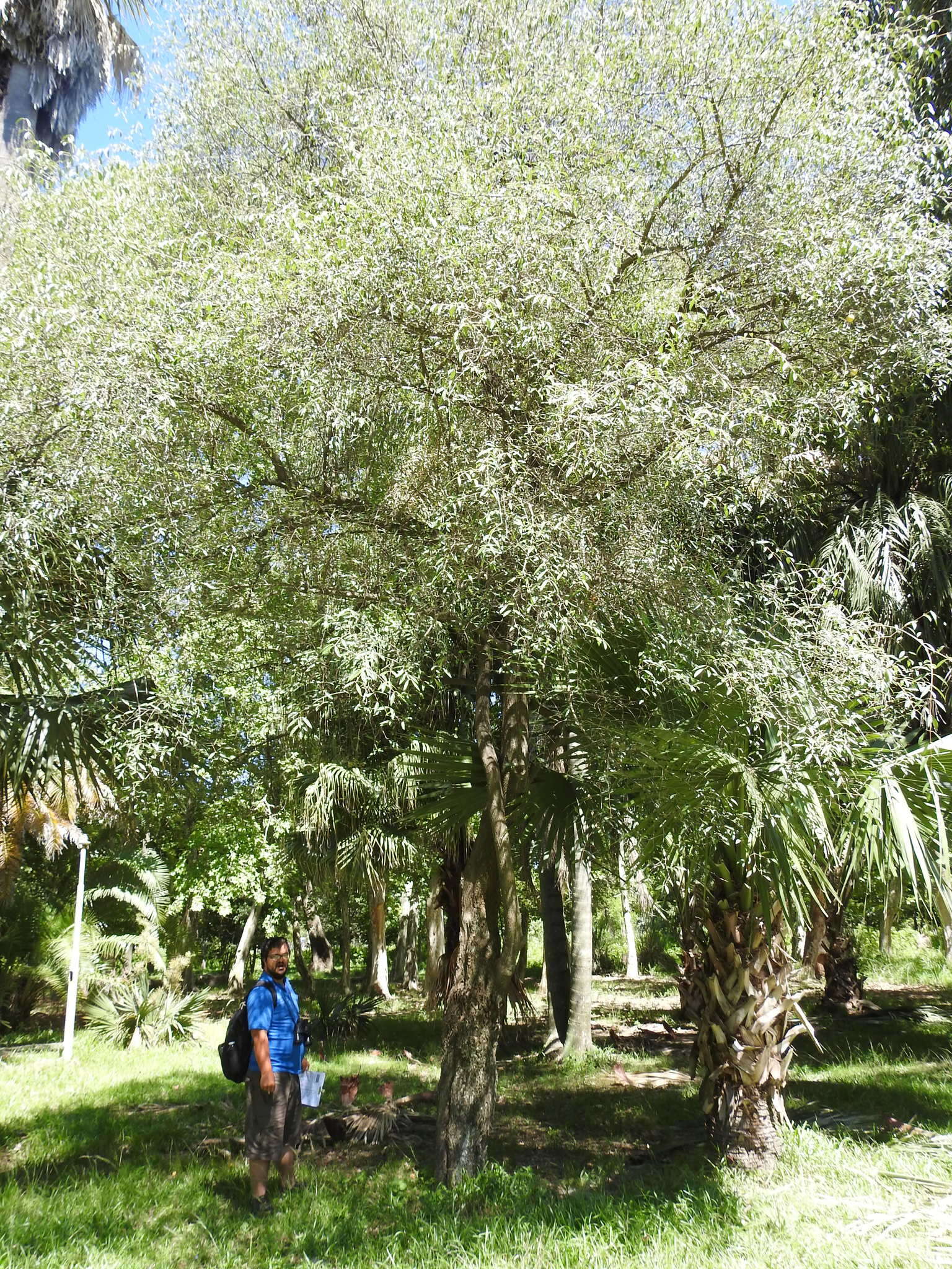 Imagem de Eugenia myrcianthes Niedenzu