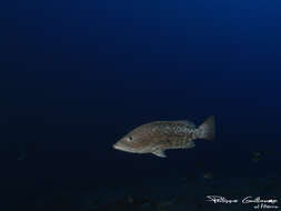 Image of Comb Grouper