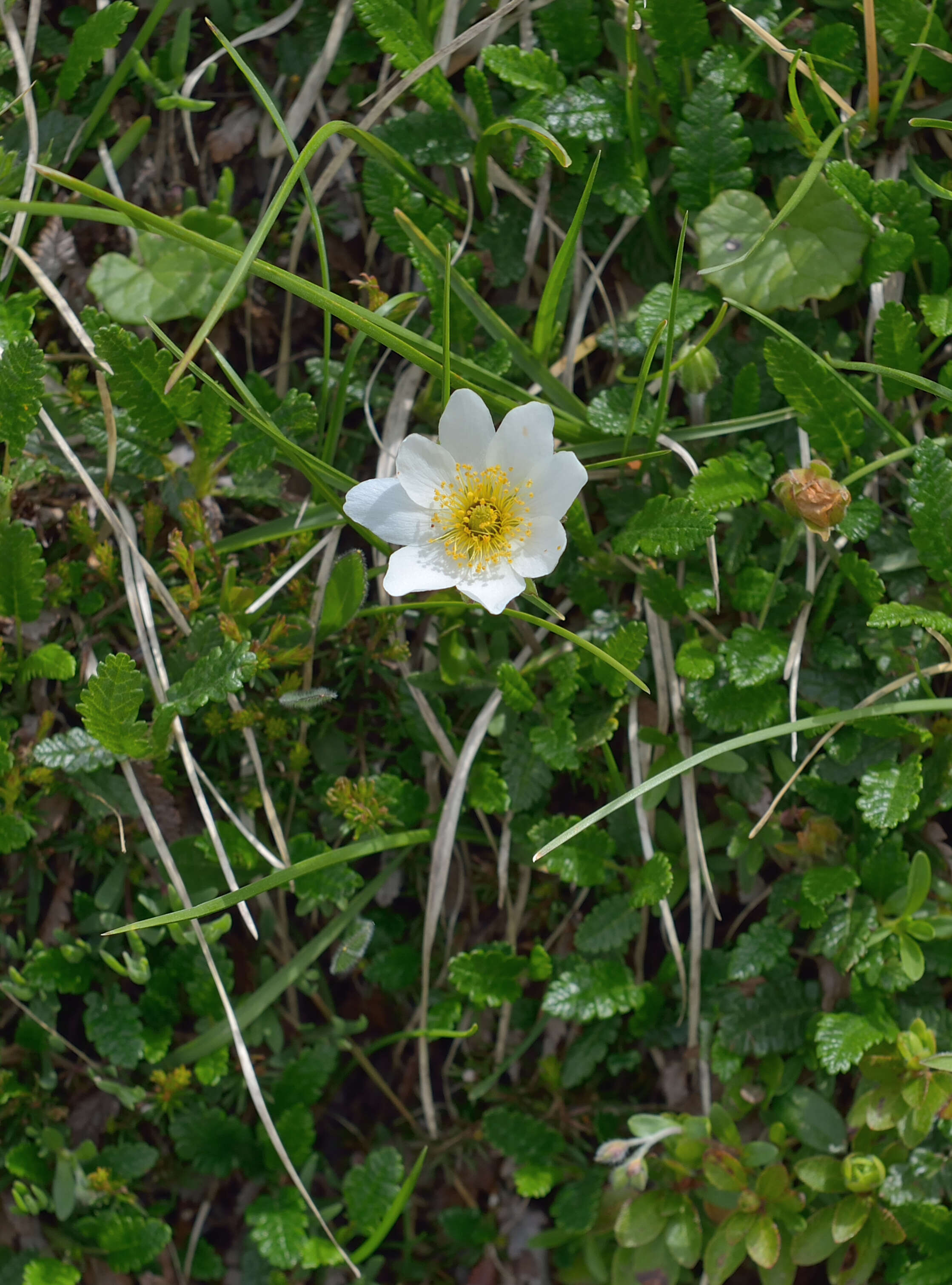 Imagem de Dryas octopetala L.