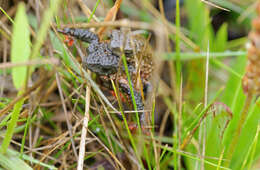 Image of Maldonada Redbelly Toad