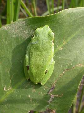 Image de Hyla intermedia Boulenger 1882