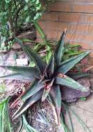 Image of Gasteria excelsa Baker