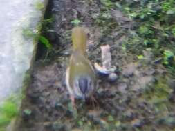 Image of Riverbank Warbler