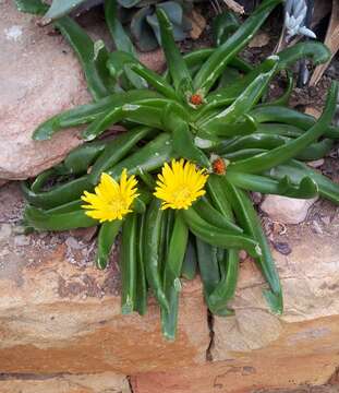 Image of Glottiphyllum uncatum