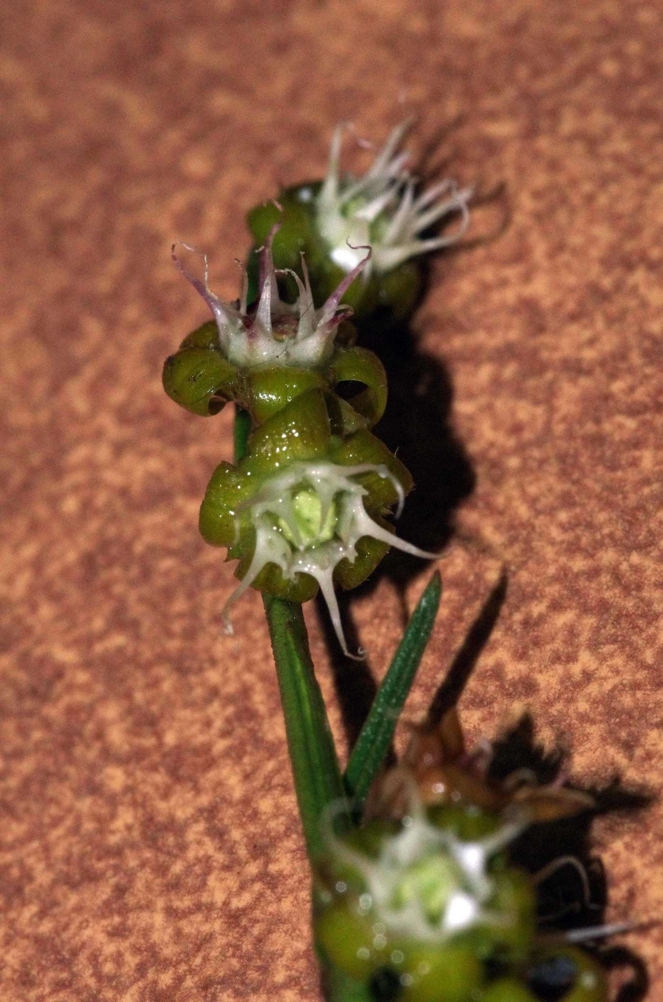 Image of Aspidoglossum biflorum E. Mey.