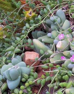 Imagem de Gibbaeum dispar N. E. Br.