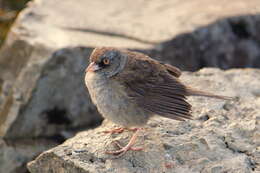 Image of Volcano Junco