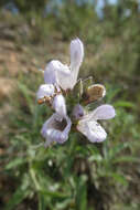Imagem de Salvia officinalis subsp. lavandulifolia (Vahl) Gams
